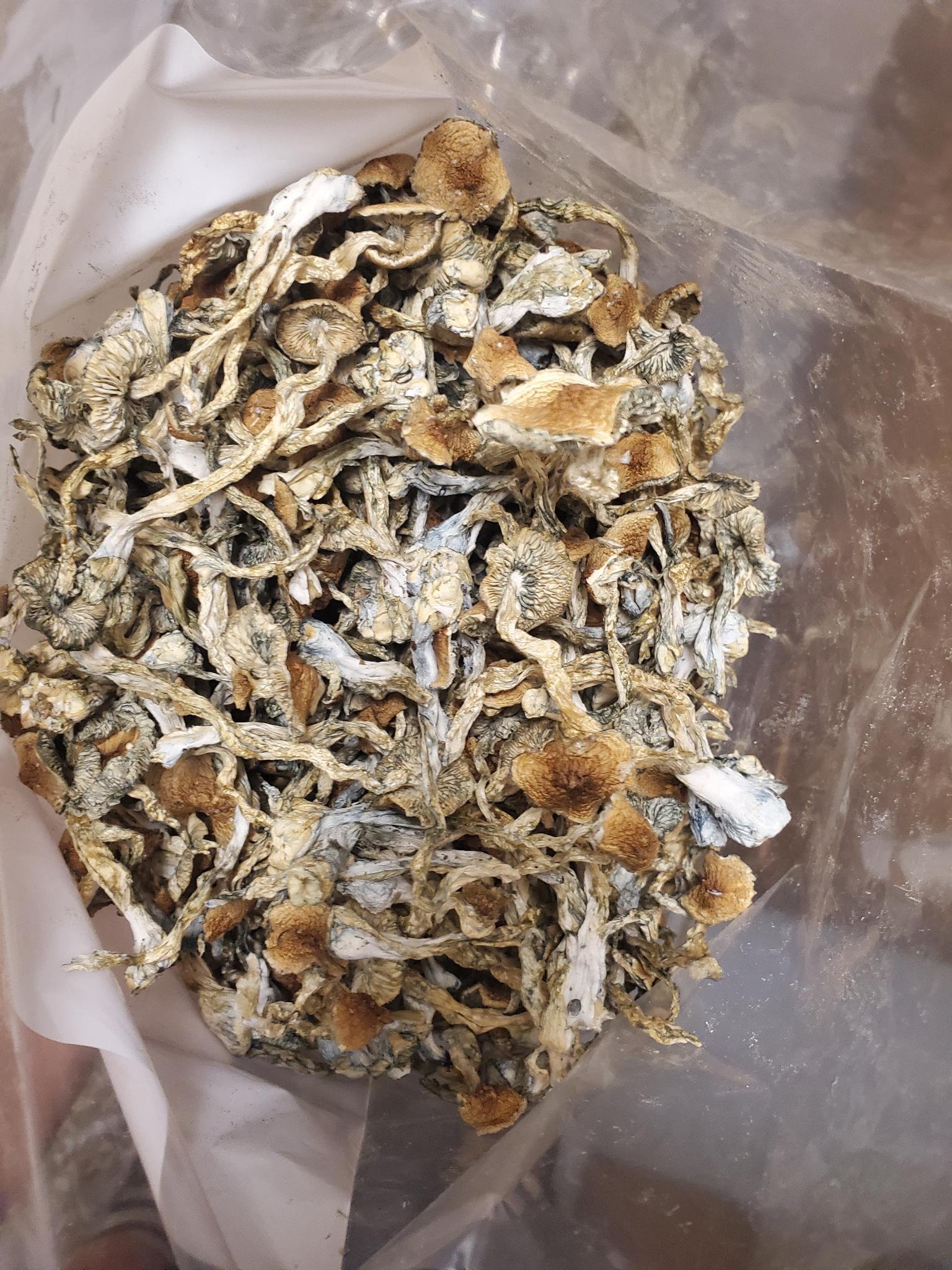 Golden Teacher